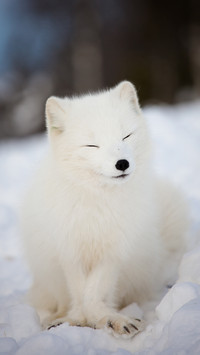 international_animal (7)