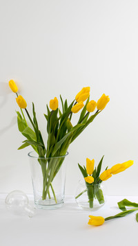 Bright Yellow Tulips, Elegance in Simplicity