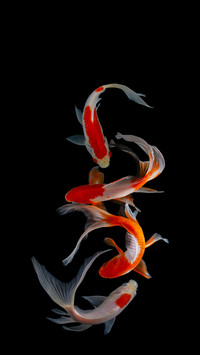 How to prepare for novice fish farming
