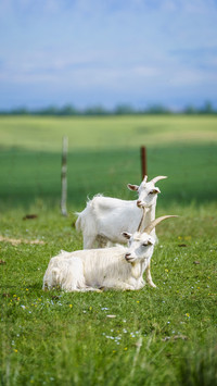 The gentle goat is calculating