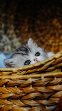 Cats also have face blindness 3
