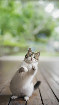 猫咪的冷知识