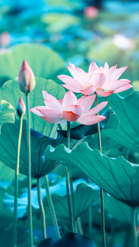 Lotus in summer