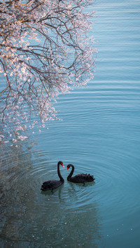 Cherry blossoms and black swans