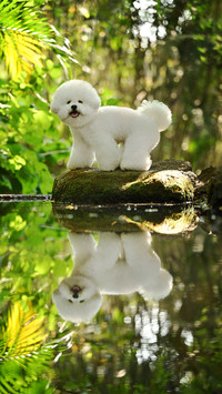 A bichon frise on the rock