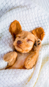 The brown puppy of the Cocker Spaniel breed is sleeping