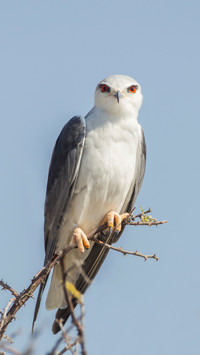 Blackshouldered kite elanus caeruleus etosha national