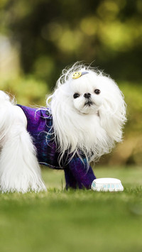 哲学家也钟爱的纯白犬