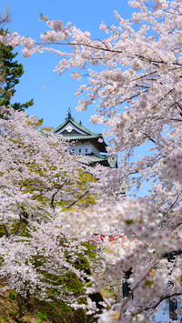 Spring cherry blossom-09