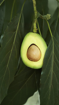 Taboos of avocado 9