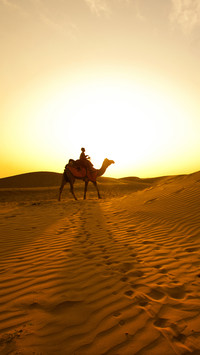 India-camel
