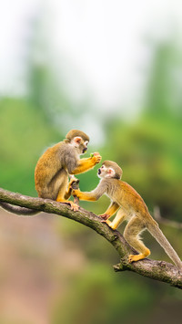 Two Common Squirrel Monkeys