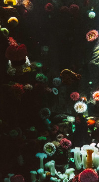 Marine (10)