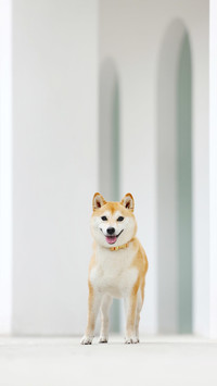 柴犬并不好养