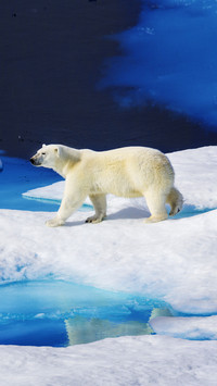 Polar bear 9
