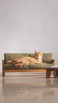 Japan launches cat specific furniture