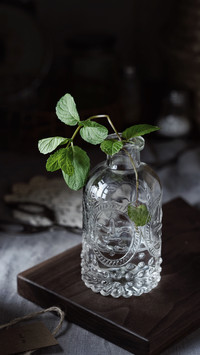 Indoorplantsput62