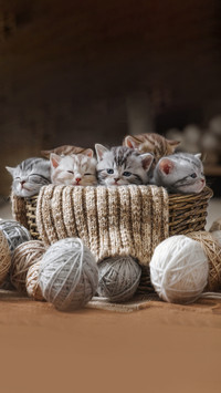 Group of small striped kittens in an old basket