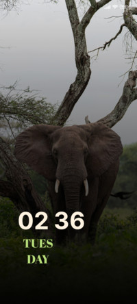 Field Elephant