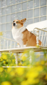 Things that Dogs Hate 5