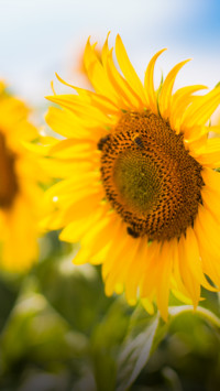 7