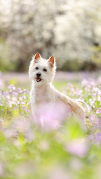 Little white lightning in Scotland 3