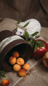 Foraging Hedgehog-02