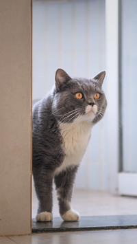 Whats your cats name 4
