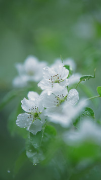 清明节