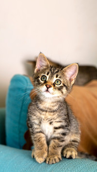 Pet animal; cute kitten tabby