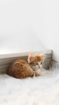 Cute little kitten at home