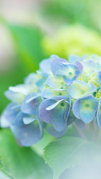 雨后绣球花