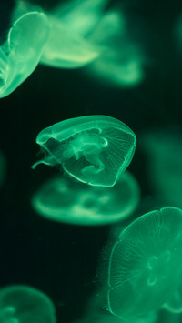 Jellyfish Dance