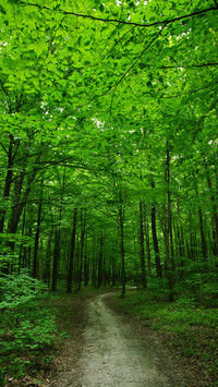 Eye-friendly forest wallpapers
