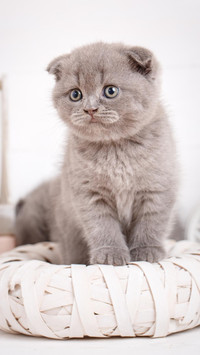猫咪瞳孔的秘密