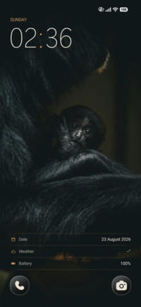 Curious Monkey