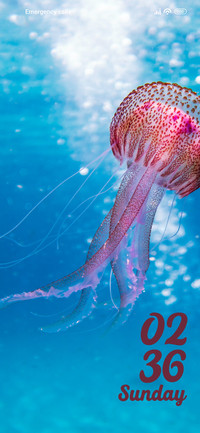 Jellyfish