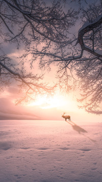 The deer in kanas xinjiang