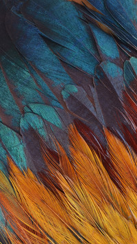 Colorful Feathers, Chicken Feathers Background Texture