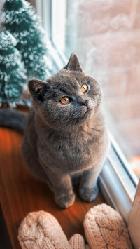 猫咪喜欢“高高在上”