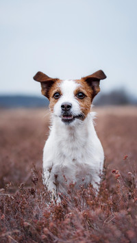 Dog248