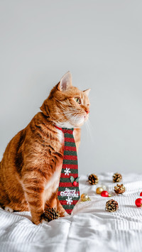Cute ginger cat with christmas decoration and wearing a tie