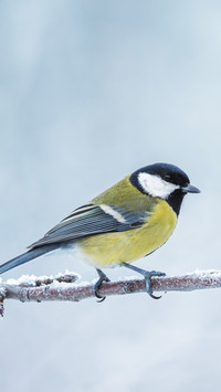 The frozen bird on the frozen branch