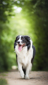 Black and white border collie male in the forest