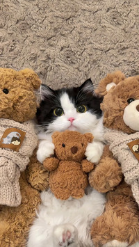 奶牛猫为何被称为神经猫