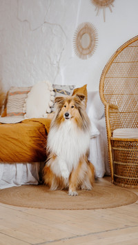 真正的宝藏犬种