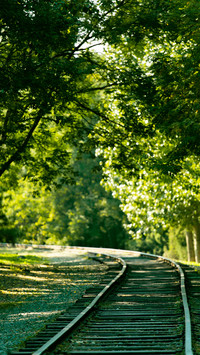 The railway in the woods