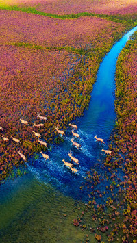 The charm of wetland city yancheng