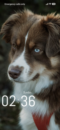 Dog Eyes