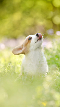 Psychological analysis of dogs